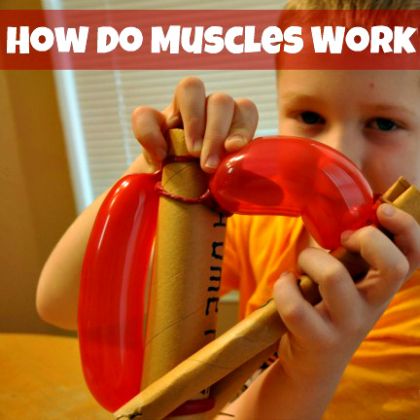 Learning How Muscles Work