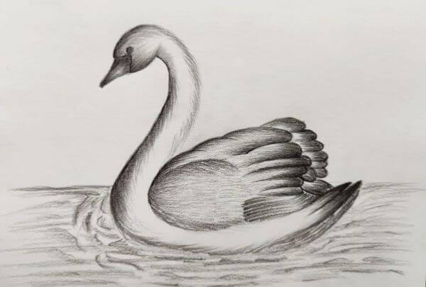 Two swans in love | How to draw two swans in love | Easy swan drawing |  easy drawing - YouTube