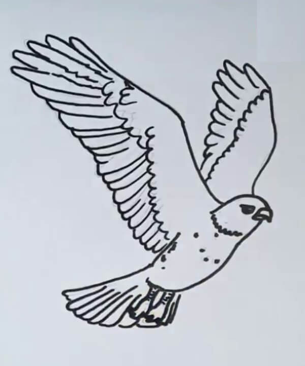 simple flying hawk drawing