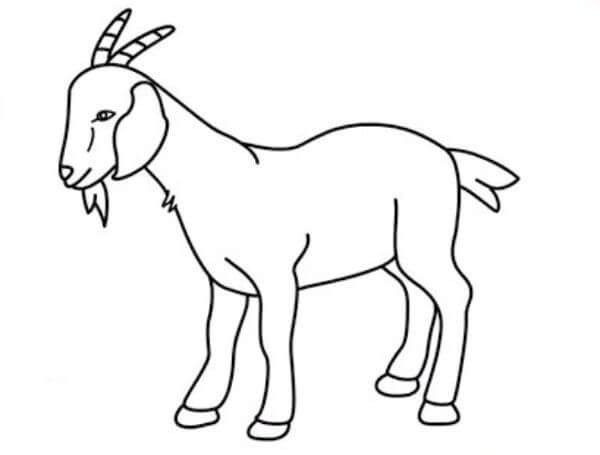 Goat Pencil Drawing Vector Images (over 220)