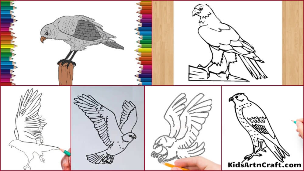 How to draw a cute hawk - easy drawing tutorial step by step - drawing of  cute hawk - YouTube