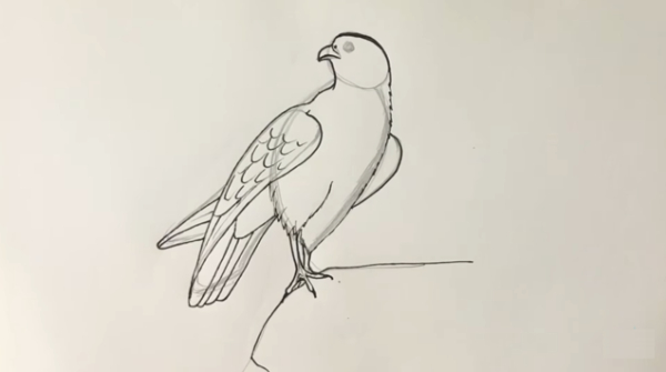 Falcon Drawing & Sketches For Kids - Kids Art & Craft