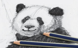 Panda Drawing & Sketches for Kids - Kids Art & Craft