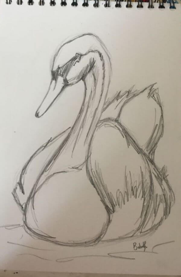 Swan in Pencil Drawing